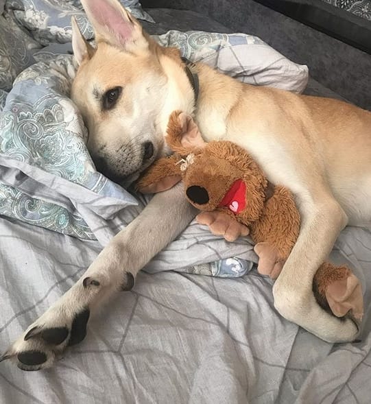 75 Popular European Dog Names PetPress