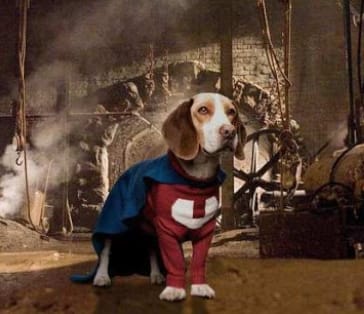 Top 155 Superhero Dog Names Inspired by Comics