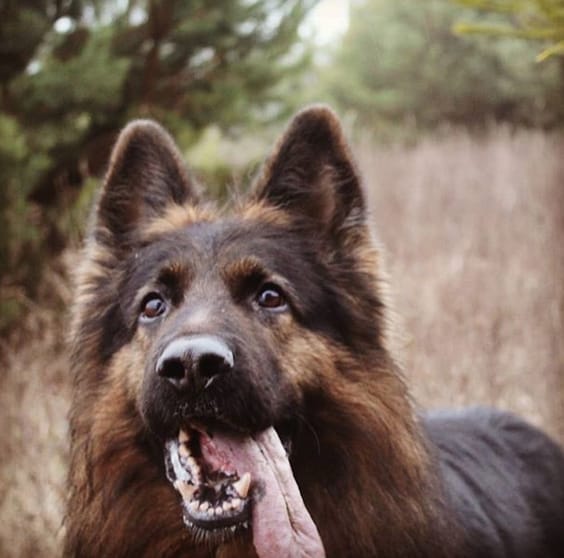 195 Tough Dog Names for Boy Dogs