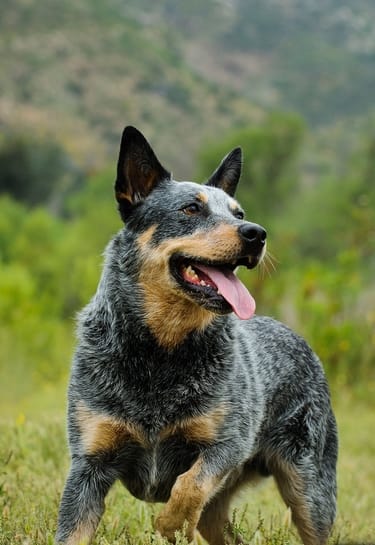 200+ Perfect Dog Name Ideas for Australian Cattle Dogs