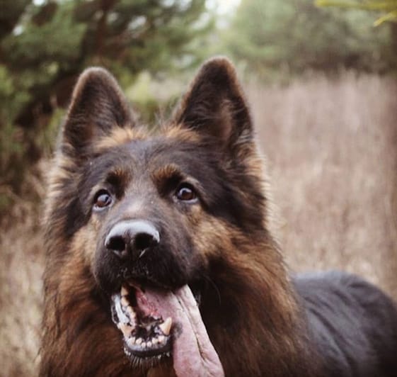 The 75 Coolest Female Dog Names for Strong Dogs - PetPress