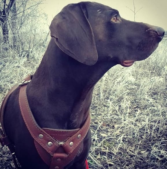 75 Girl Dog Names for Hunting Breeds PetPress