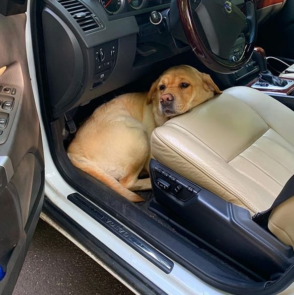 Top 130 Coolest Car Dog Names PetPress