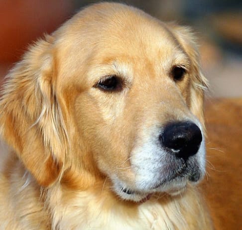 cream color dog names