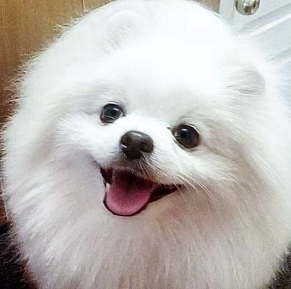 Top 40 Miniature Dog Names for White Dogs PetPress