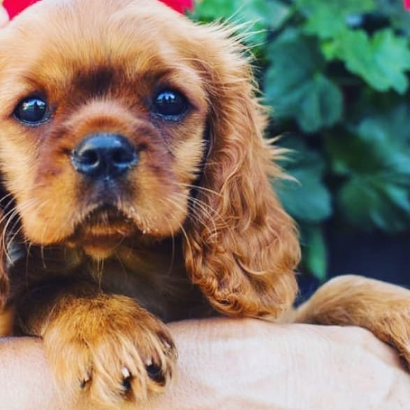 Top 120 Popular Jewish Dog Names PetPress