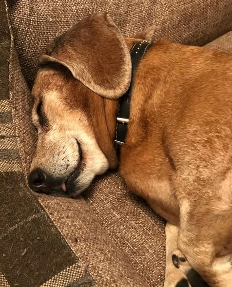 Over 90 Ironic Dog Names For Fat Dogs PetPress over-90-ironic-dog-names-for-fat-dogs-petpress