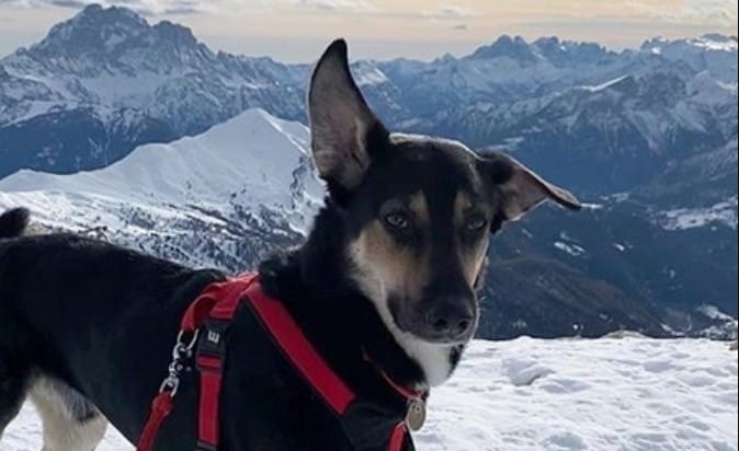 Top 55 Great Mountain Inspired Dog Names