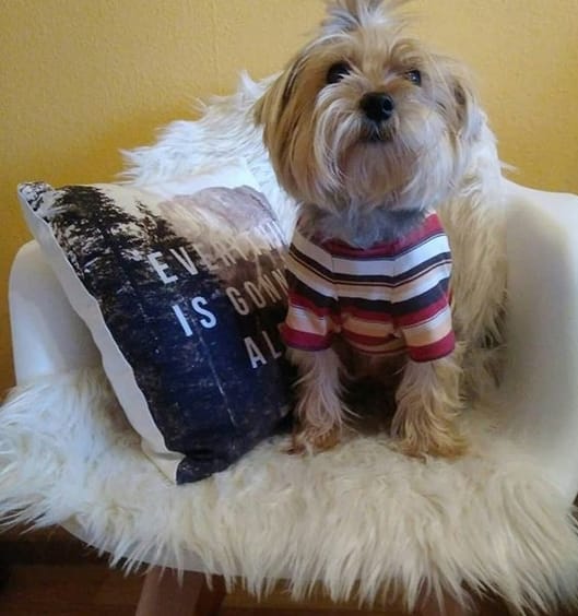 Over 140 Funniest Dog Names for Energetic Puppies PetPress