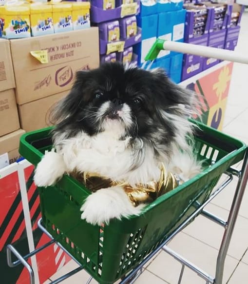 Top 75 Most Ironic Dog Names PetPress