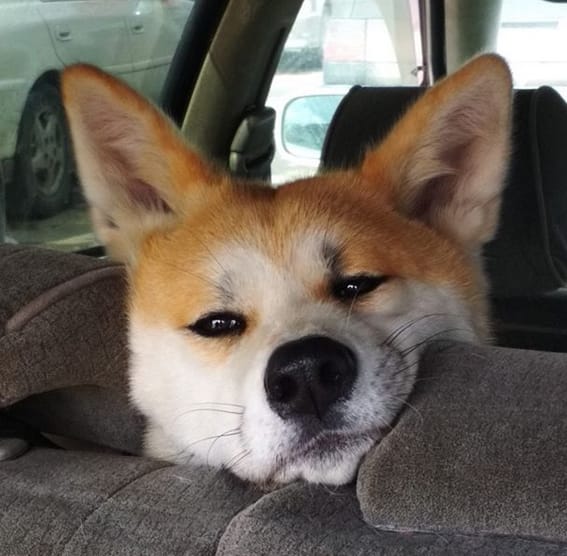 The 105 Funniest Dog Names Lazy Dog Names PetPress