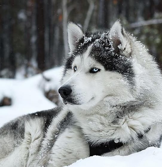 Top 150 Cute & Sweet Dog Names ending in "Y" PetPress