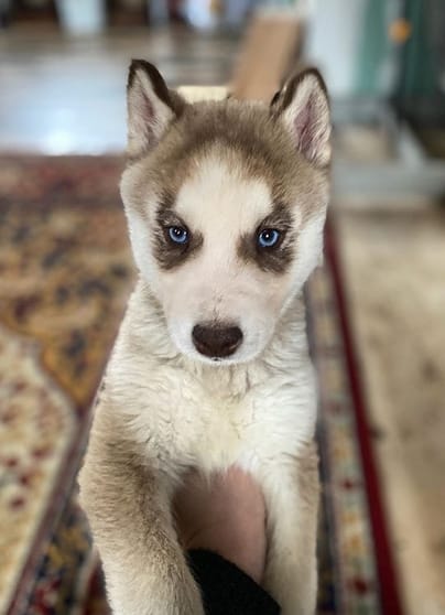 101 Popular Dog Names for Siberian Huskies - PetPress