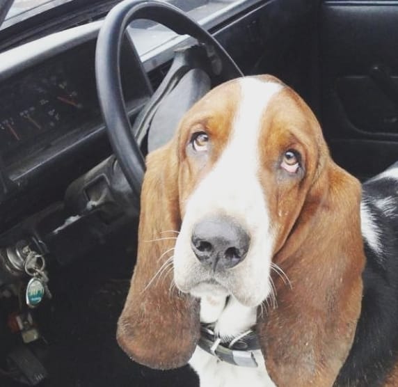 Top 200 Old Fashioned Dog Names for Female Dogs PetPress