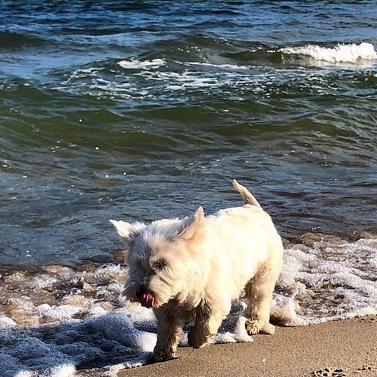 Top 75 Sailing Inspired Dog Names with Meanings PetPress