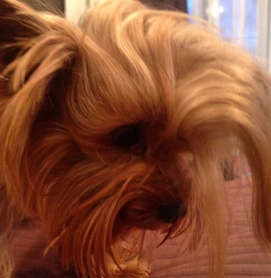 Top 75 Most Ironic Dog Names PetPress