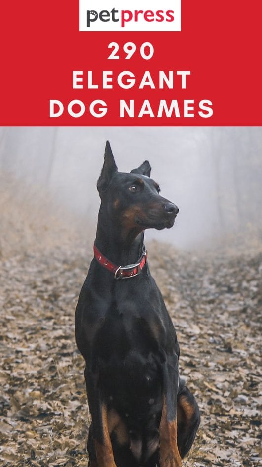 Top 290 Elegant Dog Names for Male and Female Dogs