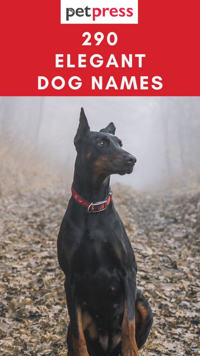 elegant-dog-names
