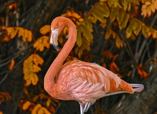 famous-flamingo-names