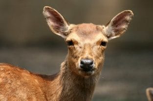 Deer Names - Over 250 Great Ideas For Naming Your Deer (2021)