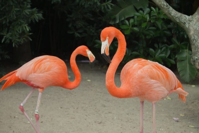 Top 320+ Best Names for Flamingos - PetPress