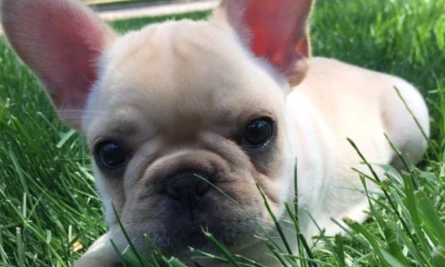 101 Male Dog Names for French Bulldogs