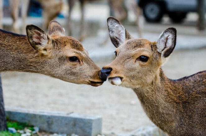 Deer Names Over 250 Great Ideas For Naming Your Deer 2021 deer-names-over-250-great-ideas-for-naming-your-deer-2021