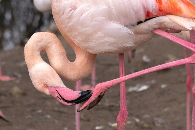 funny-flamingo-names