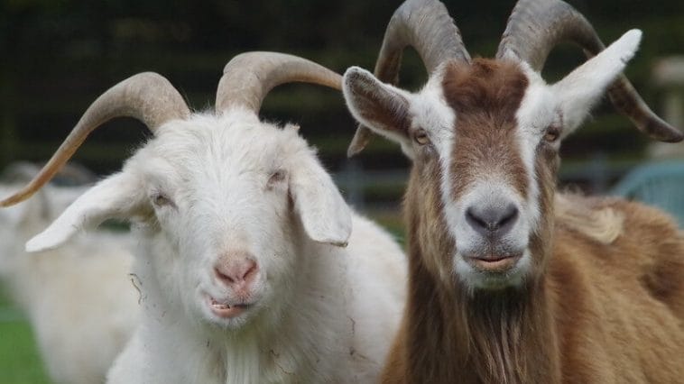 Buck Goat Names - 110+ Good Names For A Buck And Billy Goat