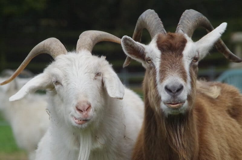 Funny Goat Names 80 Hilarious Ideas for Naming Your Goat