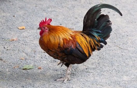 Rooster Names: 200+ Most Popular Names for Roosters - PetPress