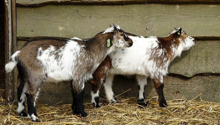 40+ Twin Goat Names - Names For A Pair Of Goats | PetPress