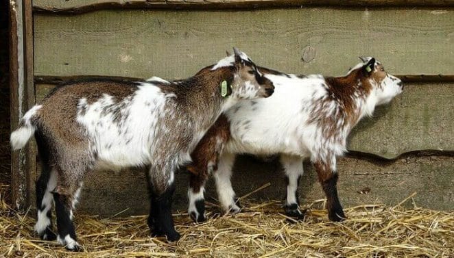 twin goat names for a pair of goats