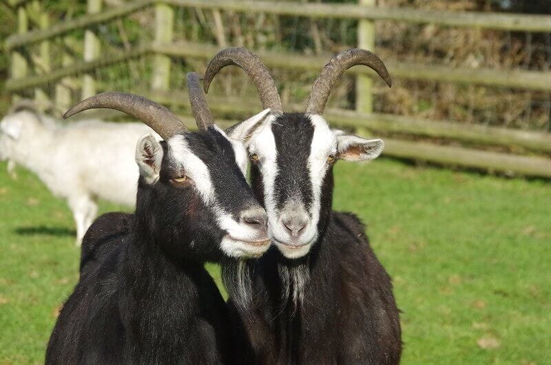 Funny Goat Names – 80 Hilarious Ideas for Naming Your Goat