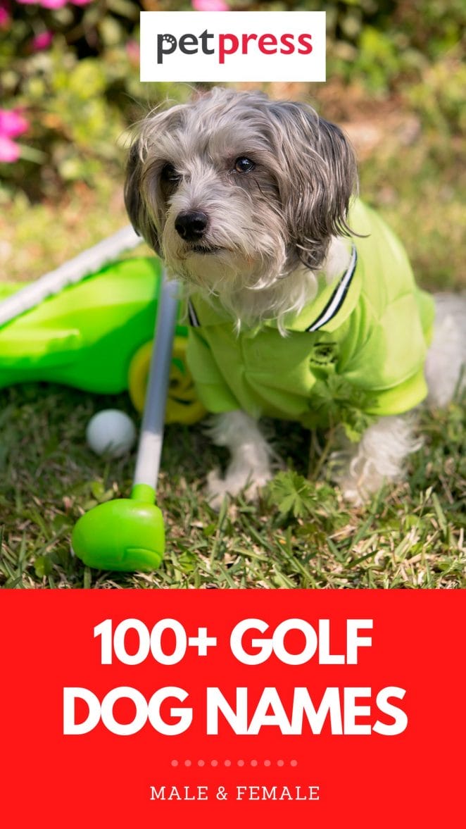 golf dog names