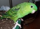 Green Bird Names - 70 Inspiring Ideas for Naming Your Green Bird - PetPress