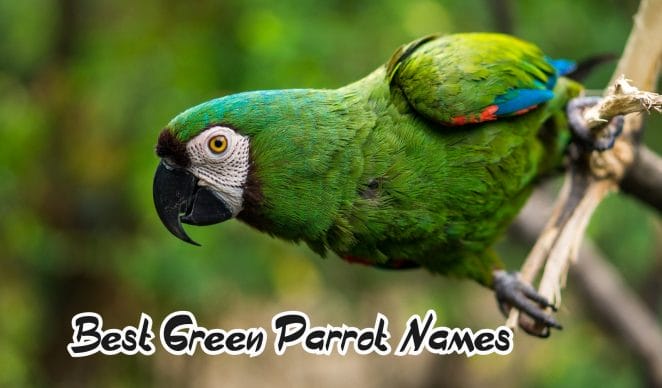 green-parrot-names