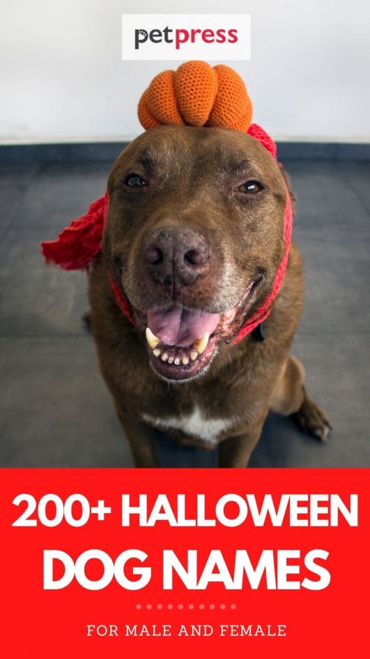 The Best 200+ Halloweeninspired Names for Dogs