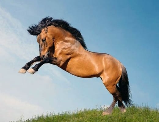 Top 75 Horse Names for Mustangs