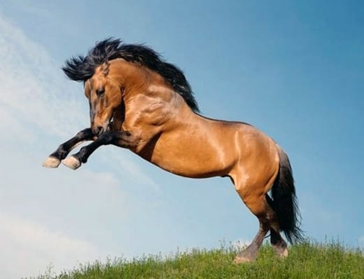 Top 75 Horse Names for Mustangs PetPress Top 75 Horse Names for Mustangs PetPress