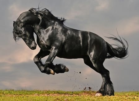 50 Great Black Horse Name Ideas - Petpress