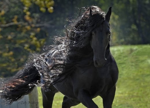 155 Evil Horse Names with Meanings