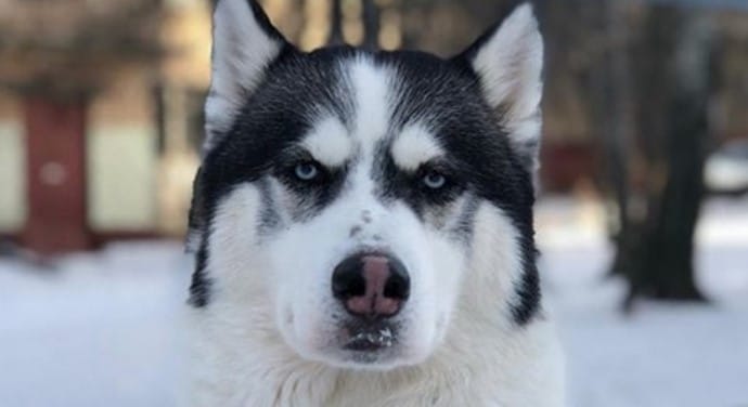 65 Best Dog Names for Male Huskies - PetPress