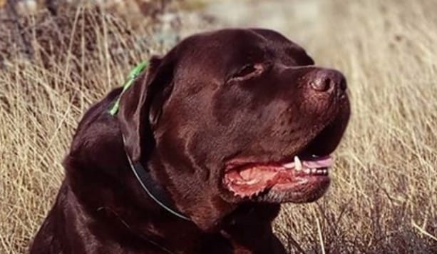 55 Hunting Dog Names for Girl Labrador Puppies