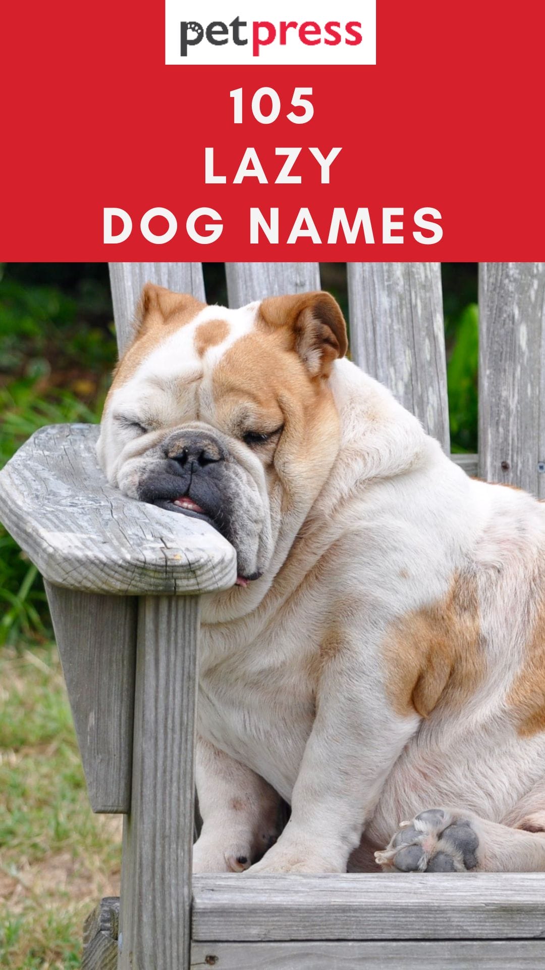 The 105 Funniest Dog Names Lazy Dog Names PetPress