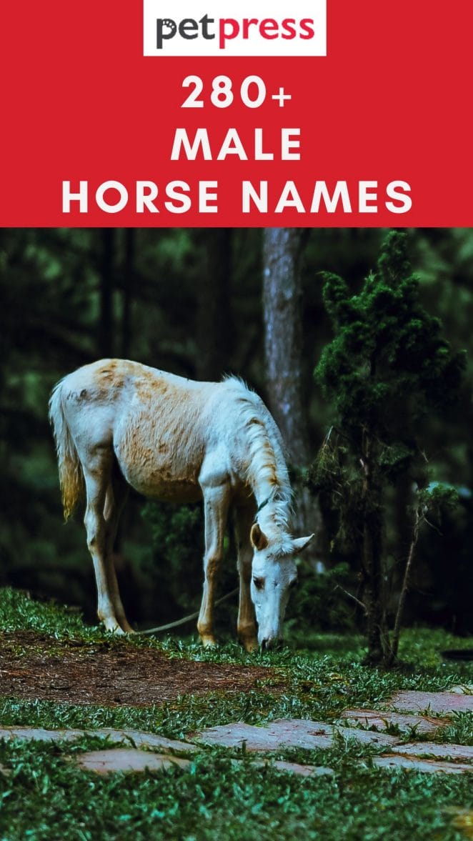 male-horse-names