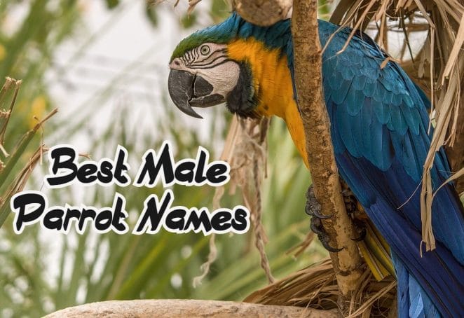 male-parrot-names