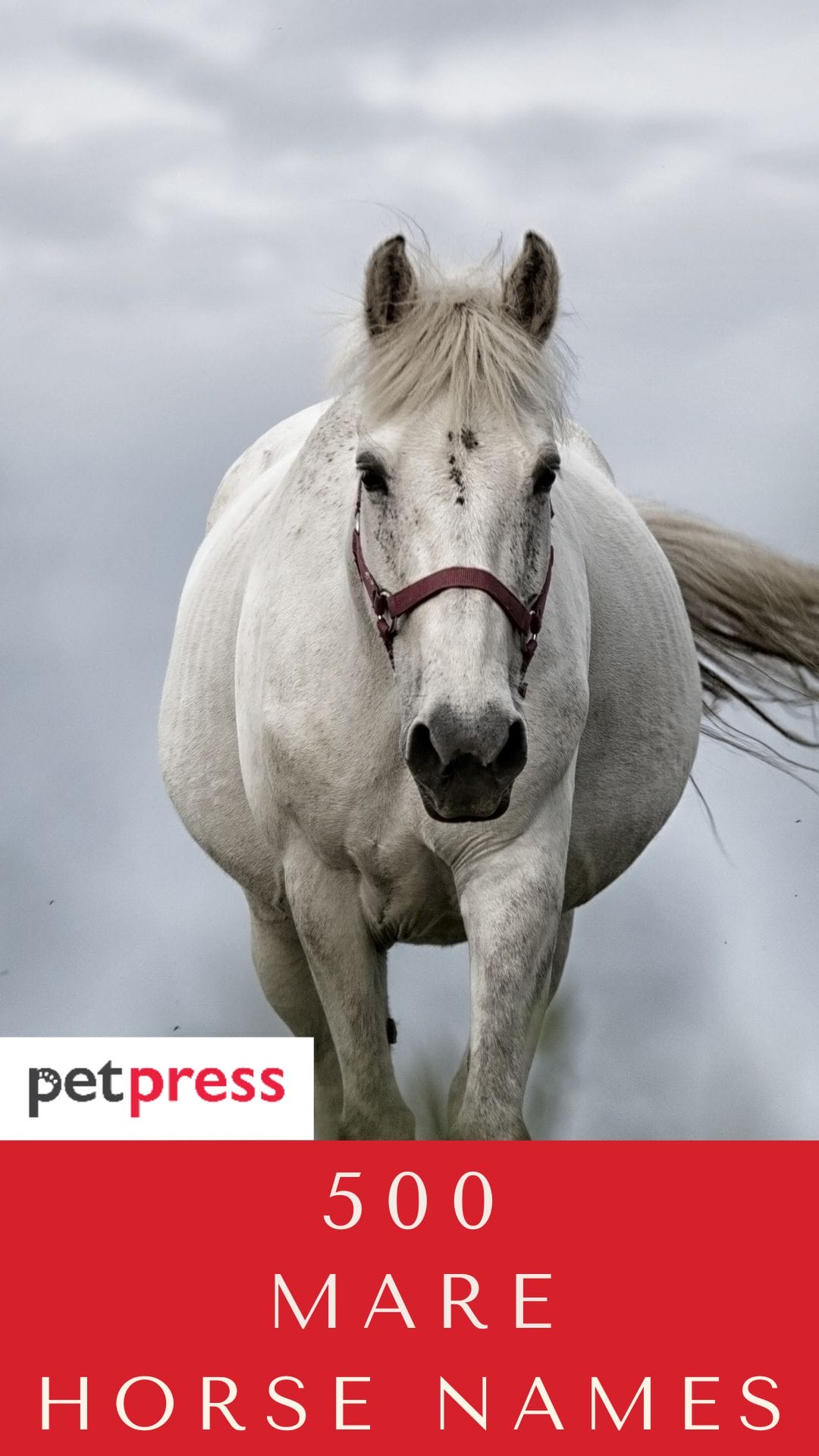 Top 500 Best Horse Names for Mares - PetPress