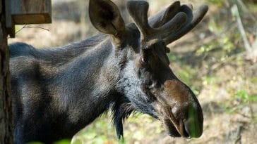 moose names