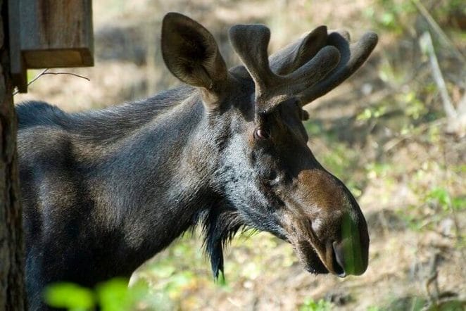 moose names